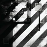 Malvae, Jaro – Division