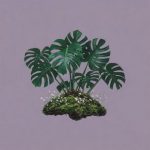 Polisha – William’s Wonder