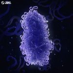 ZEC. – Genome