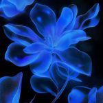 Maasym – Efflorescence (2014)