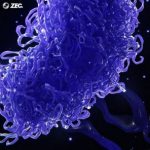 ZEC. – Crossing Over