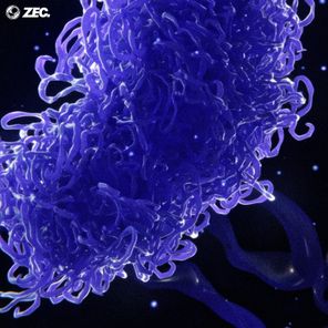 ZEC. – Crossing Over