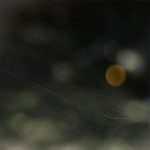 Pat Carroll – Conditions