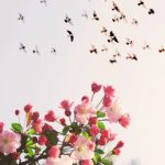 NEDSER – Alone