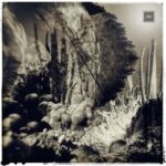 Claudio Solis, Seymour (CL) – Kototama