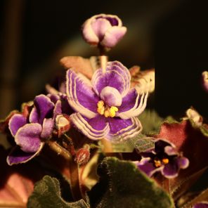 Nicche, MAMI – Violet