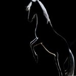 Pink Cat Empire – White Horse