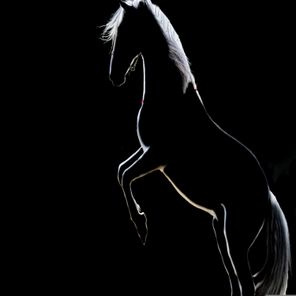 Pink Cat Empire – White Horse
