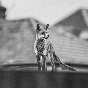 Caolan Ryan – PROBLEM