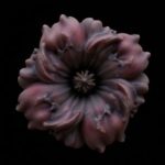 Amorpho – Quantum Love