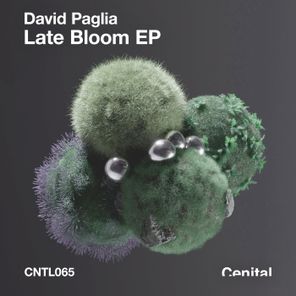 David Paglia – Late Bloom