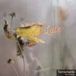 Chris Aux – To Late