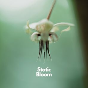 Jason Cogua, The Sirius Frequency – Static Bloom