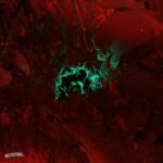 OPR8, SHKLV – Warped Garden