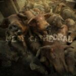 KISIM – Meat Cathedral