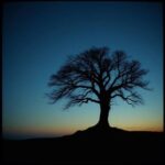 AdN – Roots