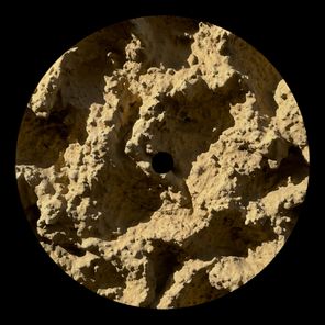 Franco Rossi – Phyllophaga