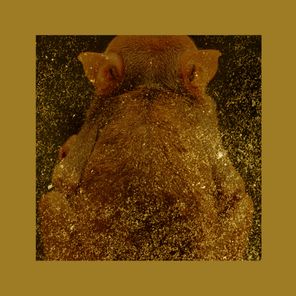Nabbew – RTFCTS019