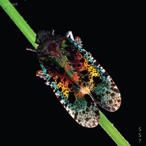 Temasa – Atnias