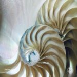 AMAYLIA – Amaylia043