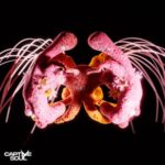 Spartaque, As Ide – With You