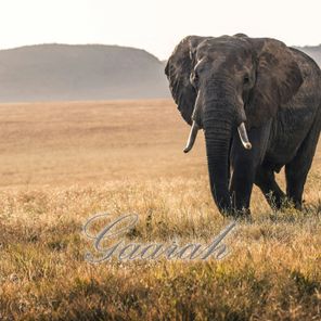 EyeRonik – Gaarah