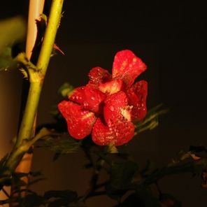 Nicche, Saiming – Rose