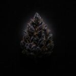 Don Peligro – Forbidden Deep