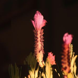 Nicche, Tayla – Lavender