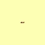 PJ Lucid – CHARIOT