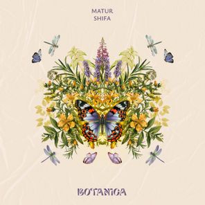 Matur – Shifa