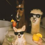 JayCamel - No Podemos Dormir! 3 JayCamel – No Podemos Dormir!