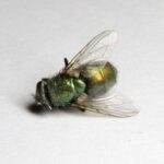 Ulises Arrieta, Maria Daniela Y Su Sonido Lasser – Mosca Muerta