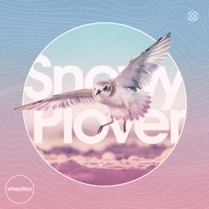 wheatfox – Snowy Plover
