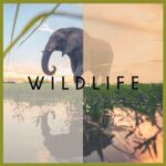 Ensaime, Deborah Vecchi – Wildlife
