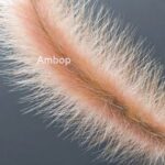 Alternute – Ambop