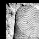 Venison – Gaffelstraat