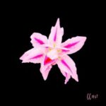 Nice-D, Don Creek – Kizito