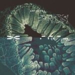 DBFB – Bare Roots EP