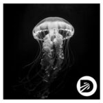 Elina Sorlen – Liquid Dreams