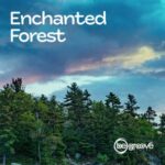 Mikhail Ovez, Maximo Gladius – Enchanted Forest