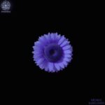 Micaele – Sunflower