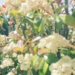 Bootie Grove – Insight