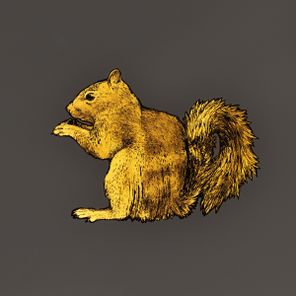 Killian Walsh – Squirrel