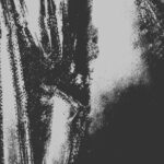 Nina, Cesco – Rigid Lord