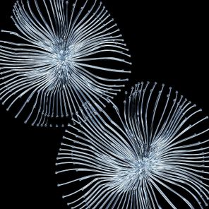 BOg – This Feeling