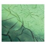 Andrew Tasselmyer, Naal – Signal