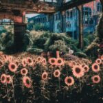 Holt 88, BLK&WHT - Sunflower Palooza Remixed 3 Holt 88, BLK&WHT – Sunflower Palooza Remixed