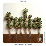 Gaetano Zaccone – Tulia
