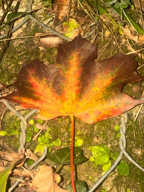 DarkSoundSystem – Autum